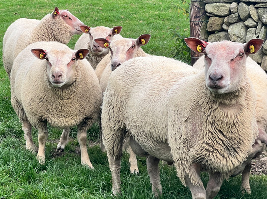 Sheep in green pasture of Ireland