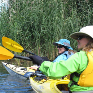 Two women paddling near tall reeds